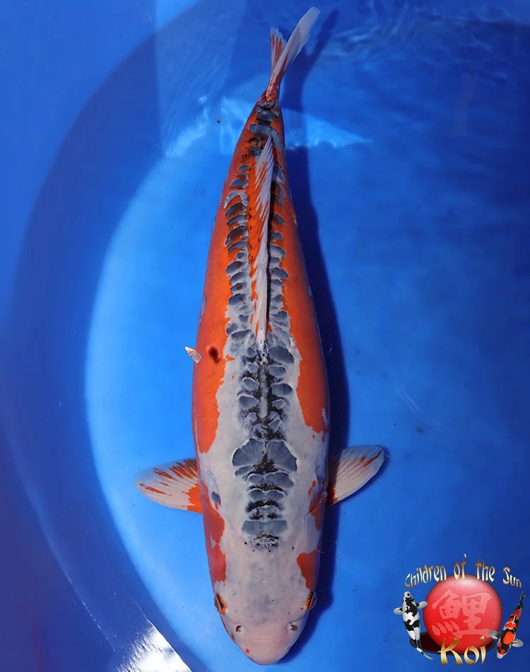 見てください！世界に一本？？　 ZO-III 　ZO-3 ゾーさん　イエロー 進撃の巨人】 FERNANDESコラボ ZO-3ギター - AMNIBUS